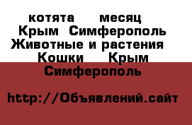 котята 1,5 месяц  - Крым, Симферополь Животные и растения » Кошки   . Крым,Симферополь